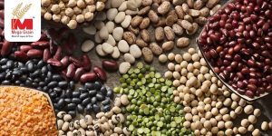Digging the Land of Beans: A Guide to Importers and Varieties